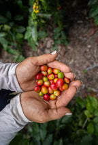 Pink Bourbon Natural | Micro-lot