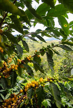 Caturrón Natural | Micro-lot
