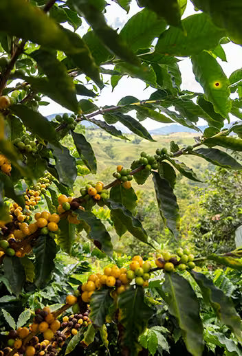 Caturron Natural | Exotic Series - Colombia