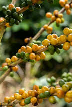 Caturrón Natural | Micro-lot