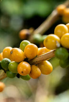 Caturrón Natural | Micro-lot